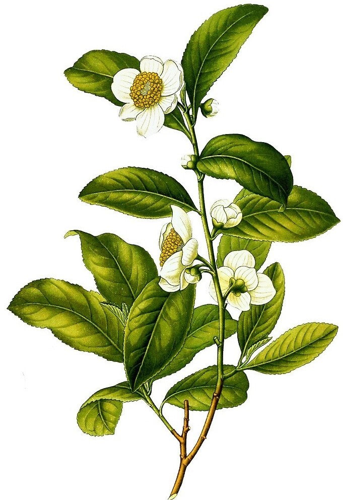 GREEN TEA (CAMELLIA SINENSIS)