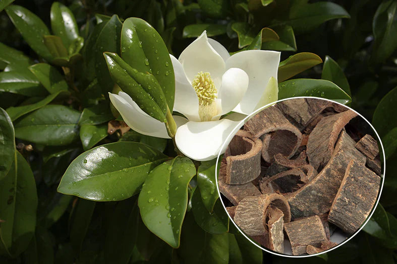 A 2,000-Year-Old Botanical to Calm Reactive Skin