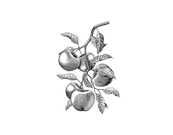 APPLE (PYRUS MALUS FRUIT EXTRACT)